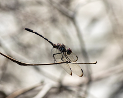 Dythemis velox
