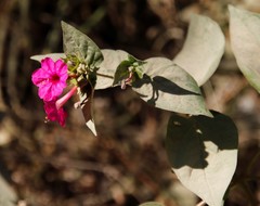 Mirabilis jalapa