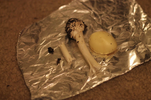 Amanita gemmata image