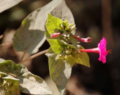 Mirabilis jalapa