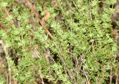 Thymus zygis gracilis