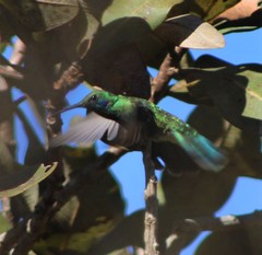 Colibri serrirostris