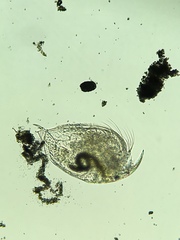 Picripleuroxus denticulatus