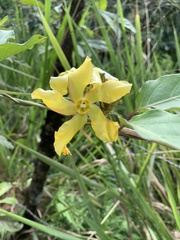 Prestonia mollis