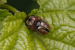 Calligrapha spiraeae