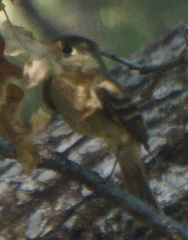 Empidonax difficilis