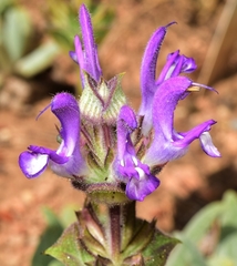 Salvia phlomoides