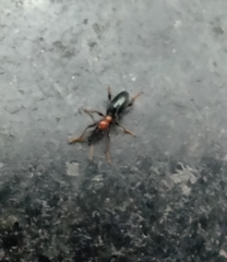 Cylas formicarius