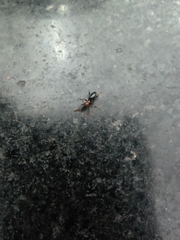 Cylas formicarius