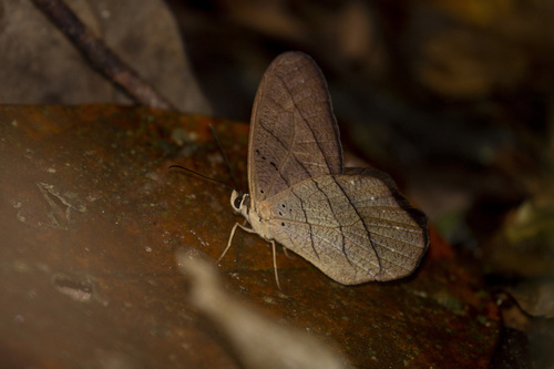 Pierella kesselringi