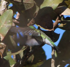Colibri serrirostris