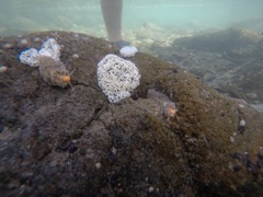 Spurilla braziliana