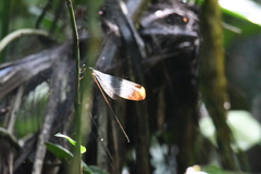 Mecistogaster ornata