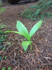 Veratrum fimbriatum