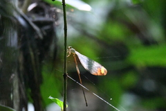 Mecistogaster ornata