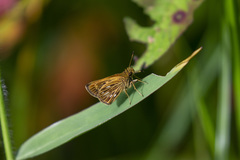 Vehilius celeus