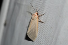 Pygarctia abdominalis