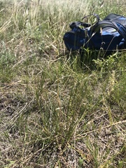 Helictochloa hookeri