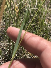 Helictochloa hookeri