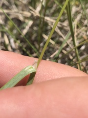 Helictochloa hookeri