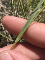 Helictochloa hookeri