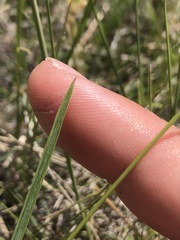 Helictochloa hookeri