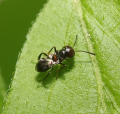 Encyrtus