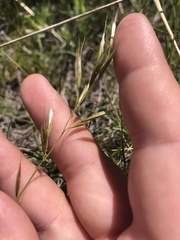 Helictochloa hookeri