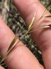 Helictochloa hookeri