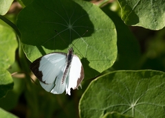 Leptophobia aripa balidia