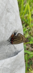 Atlides polybe