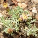 Centaurea boissieri - Photo (c) faluke, algunos derechos reservados (CC BY-NC), subido por faluke