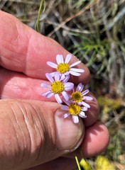 Erigeron serpentinus