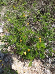 Chamaecrista greggii