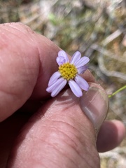 Erigeron serpentinus