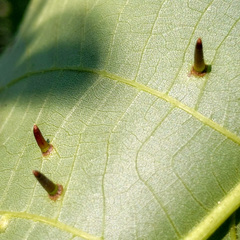 Caryomyia subulata