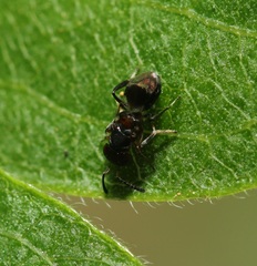 Encyrtus