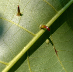 Caryomyia subulata