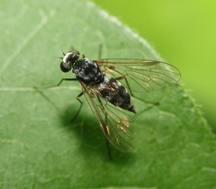 Chrysopilus fasciatus