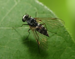 Chrysopilus fasciatus