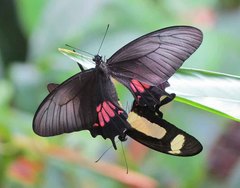 Heraclides torquatus