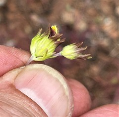 Cordylanthus pringlei