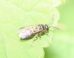 Argogorytes nigrifrons