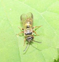 Argogorytes nigrifrons