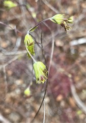 Cordylanthus pringlei