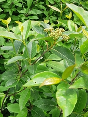Viburnum cassinoides image