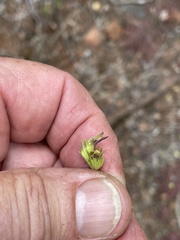 Cordylanthus pringlei