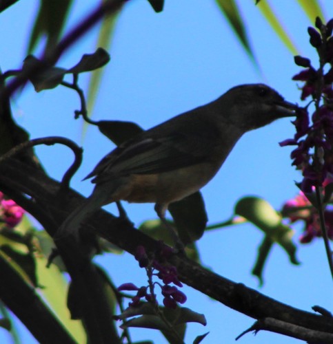 Cinereous Warbling Finch (Microspingus cinereus), photo 6