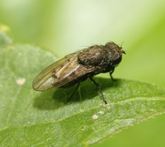 Paralimna punctipennis