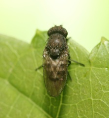 Paralimna punctipennis